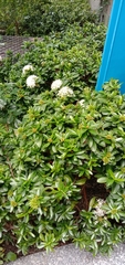 Ixora parviflora