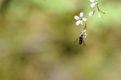 Eulonchus sapphirinus
