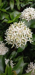 Ixora parviflora