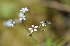 Eulonchus sapphirinus