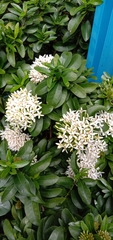 Ixora parviflora