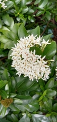 Ixora parviflora