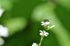 Eulonchus sapphirinus