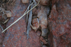 Lithops olivacea