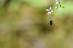 Eulonchus sapphirinus