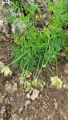 Astragalus zingeri