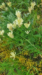 Astragalus zingeri