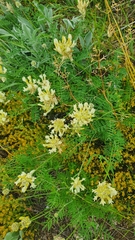 Astragalus zingeri