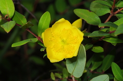Hypericum forrestii