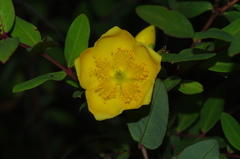 Hypericum forrestii