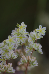Psammotropha mucronata