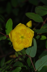 Hypericum forrestii