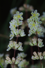 Psammotropha mucronata
