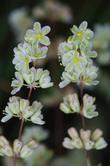 Psammotropha mucronata