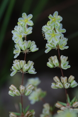Psammotropha mucronata