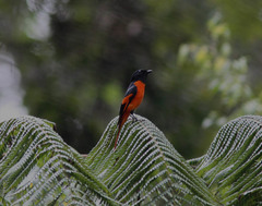 Pericrocotus solaris montanus