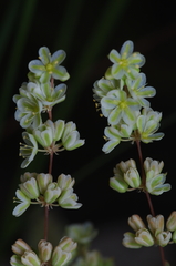Psammotropha mucronata