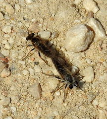 Laphystia