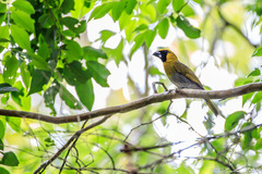 Caryothraustes poliogaster