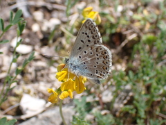 Polyommatus hispana