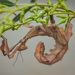 Extatosoma tiaratum - Photo (c) Giverny, algunos derechos reservados (CC BY-NC), subido por Giverny