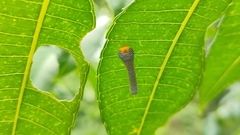 Podontia affinis