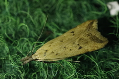 Dichomeris limosellus