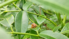 Podontia affinis