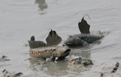 Boleophthalmus boddarti