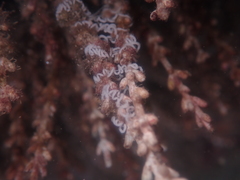 Phyllodesmium poindimiei