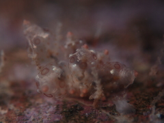 Eubranchus ocellatus