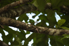 Diplocentrum congestum