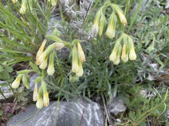 Onosma pseudoarenaria
