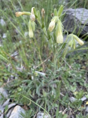 Onosma pseudoarenaria