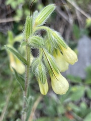 Onosma pseudoarenaria