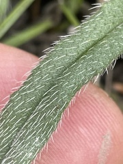 Onosma pseudoarenaria