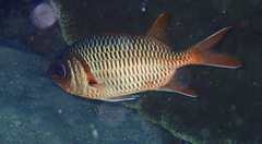 Myripristis violacea