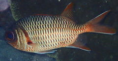 Myripristis violacea