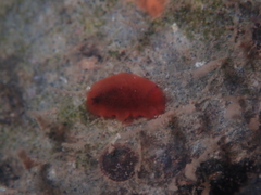 Dendrodoris fumata