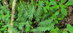 Polystichum acrostichoides