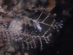 Cratena pawarshindeorum