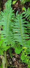Polystichum acrostichoides