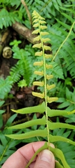 Polystichum acrostichoides