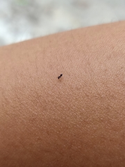 Formicidae