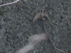 Hemidactylus flaviviridis