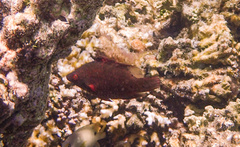 Cheilinus oxycephalus