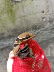 Cyrtodactylus pulchellus