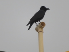 Corvus macrorhynchos culminatus