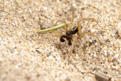 Pardosa hyperborea