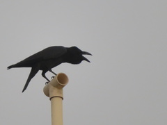 Corvus macrorhynchos culminatus
